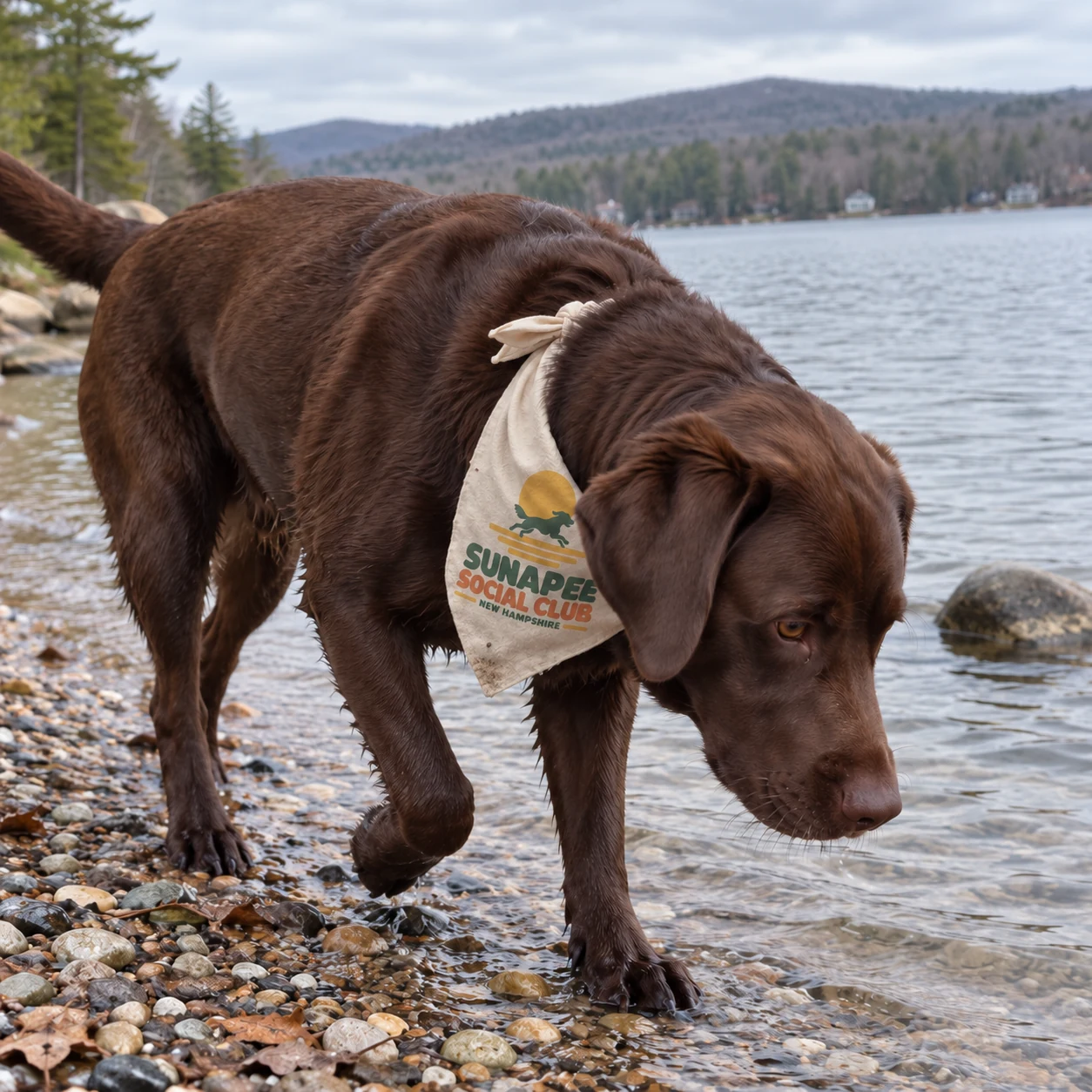 Illustrative lifestyle mockup: Sunapee Social Club Dog bandana