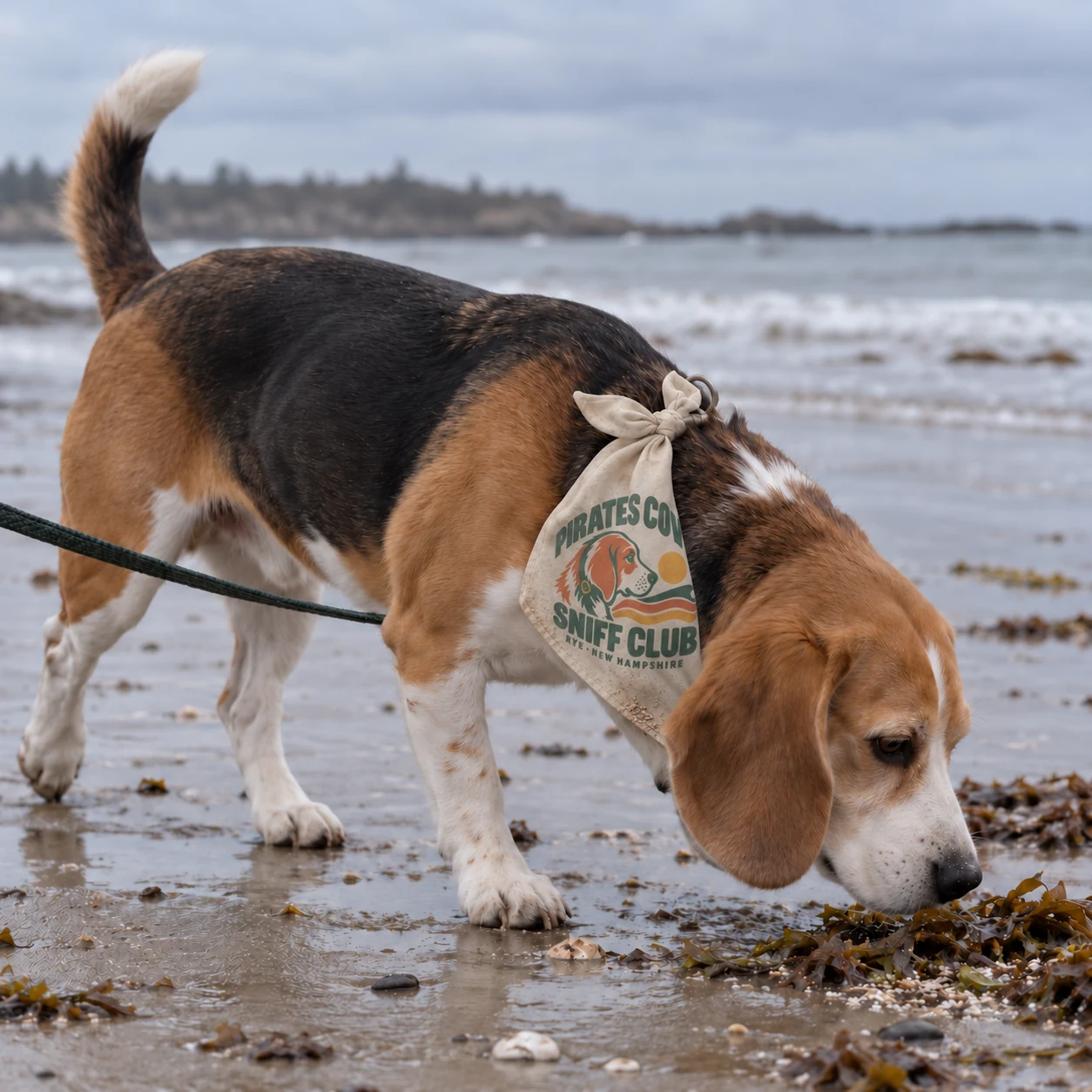 Illustrative lifestyle mockup: Pirates Cove Sniff Club Dog bandana