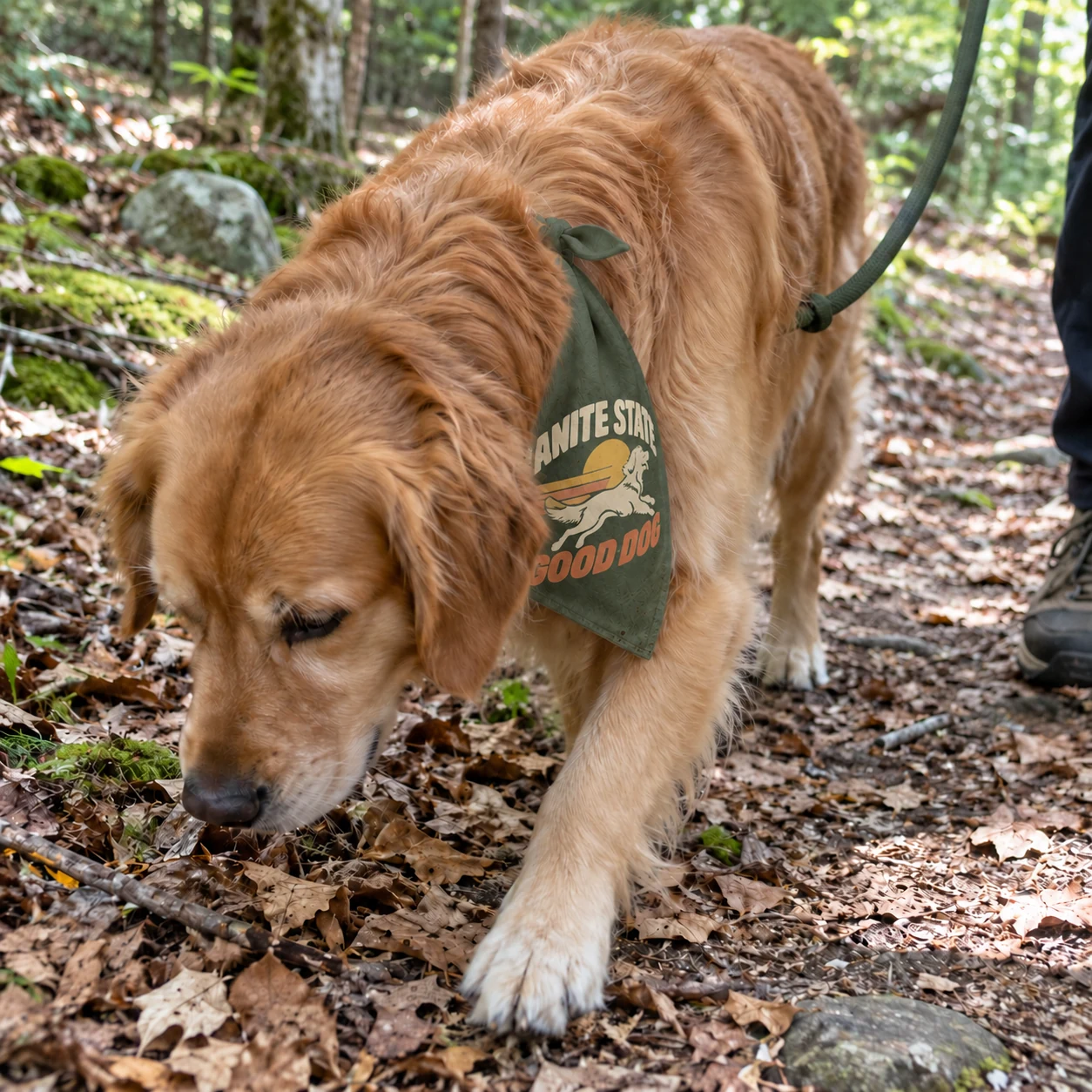 Illustrative lifestyle mockup: Granite State Good Dog Dog bandana