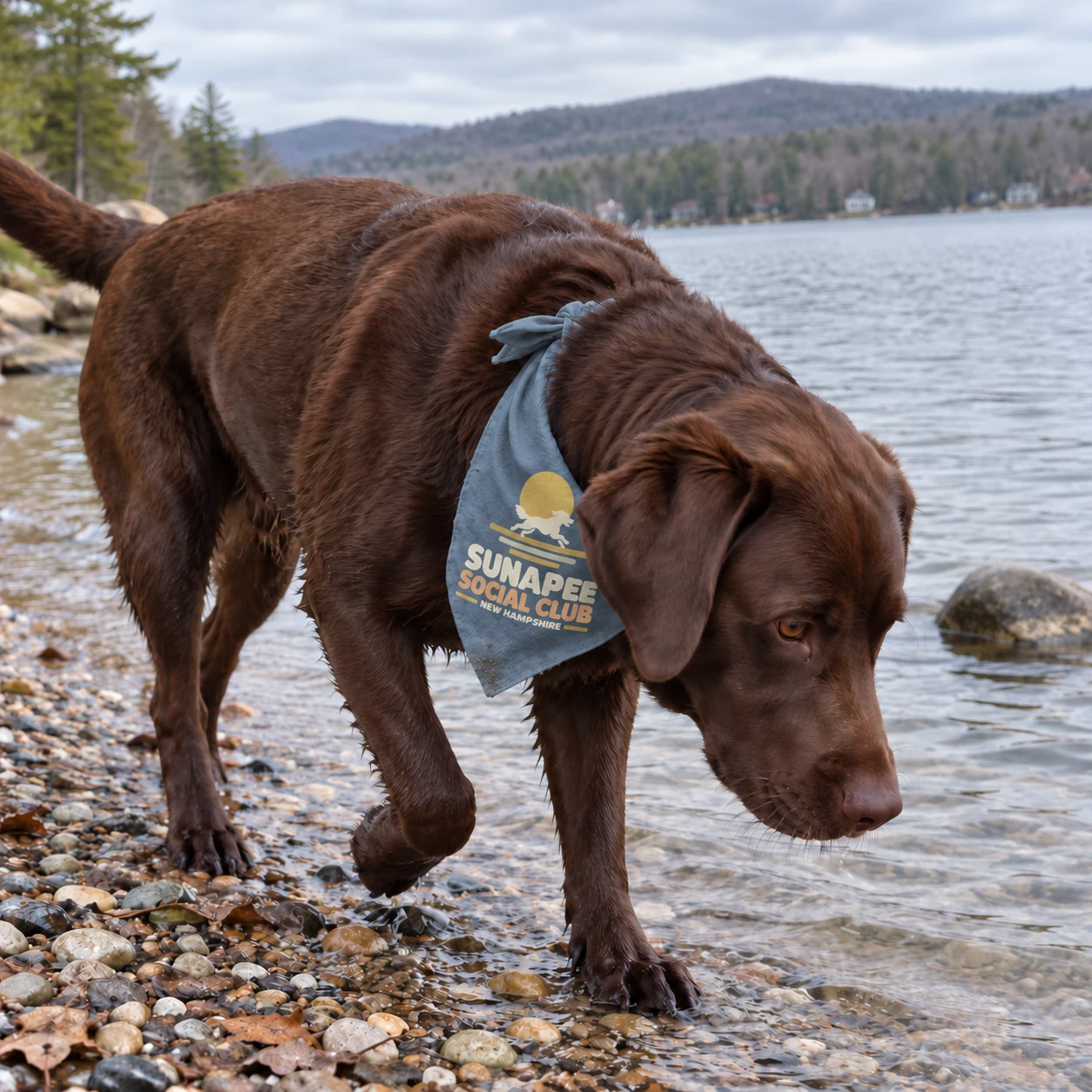 Illustrative lakeside scene of a dog wearing a Sunapee Social Club bandana